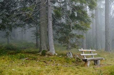 Empty bench in park
