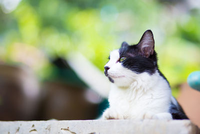 Close-up of cat sitting outdoors