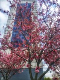 Low angle view of pink cherry blossoms against sky