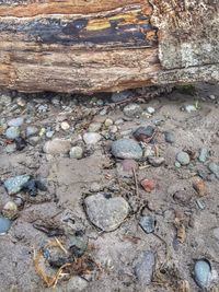 High angle view of shell on rock