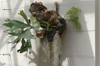 Close-up of potted plant hanging on wall