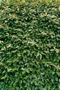 Full frame shot of ivy growing on plant