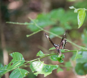 Close-up of butterfly on leaf