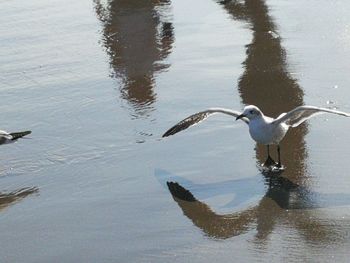 Birds flying over lake