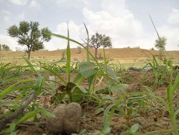 Plants on field against cloudy sky