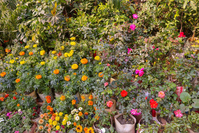 Close-up of flowering plants in garden