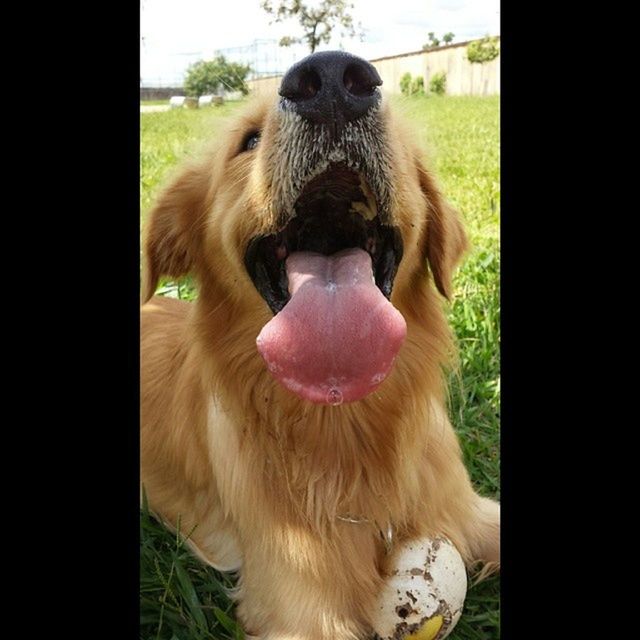 Golden_retrieverbrasil