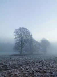 Bare trees on field against sky during winter