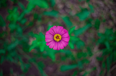 Close-up of pink flower on field