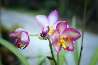 Close-up of pink orchids