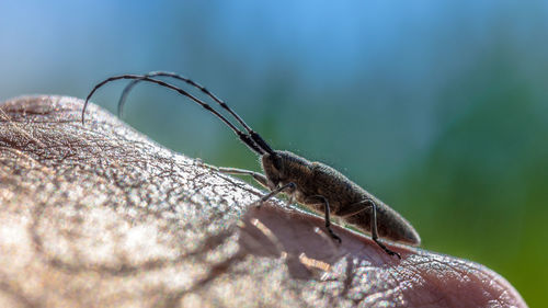 Close-up of insect on hand