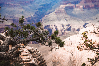 View of trees in a desert