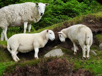 Sheep in a field