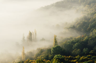 Trees in forest during foggy weather