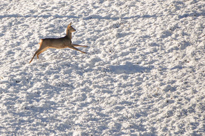 Roe deer running on snow covered land