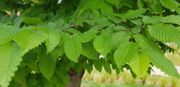 High angle view of fresh green leaves on field