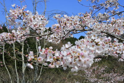 Close-up of cherry blossoms in spring