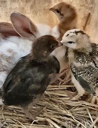 Close-up of birds in nest