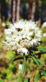 Close-up of white flowering plant