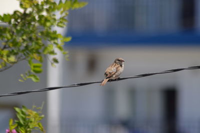 Close-up of bird perching on branch