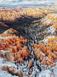 Aerial view of pine trees during winter