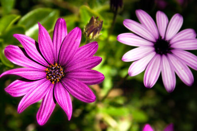 Close-up of pink flowers