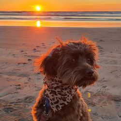 Dog looking at sea shore
