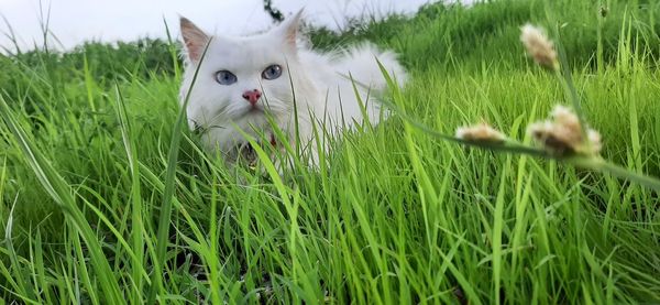 Portrait of a cat on field