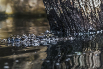 Close-up of crocodile swimming in lake