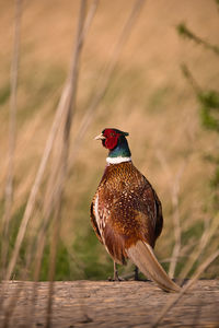 Close-up of bird