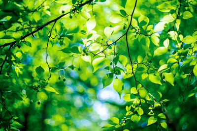 Low angle view of leaves on tree