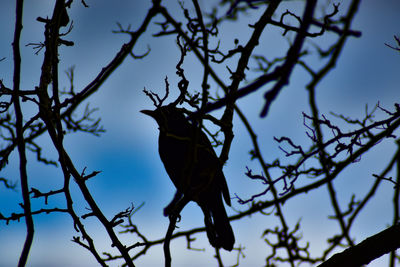 Low angle view of bird perching on branch against sky