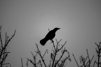 Silhouette bird perching on branch against sky