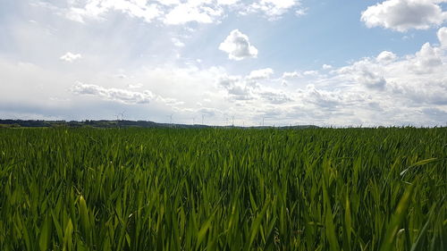 Scenic view of agricultural field against sky