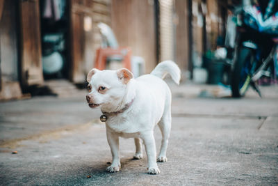 Portrait of dog standing on footpath