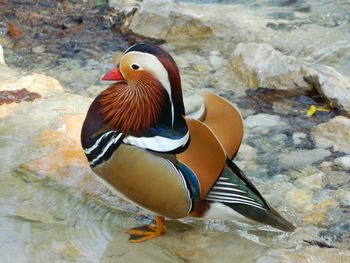 Close-up of duck in water
