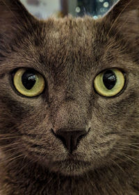 Close-up portrait of a cat