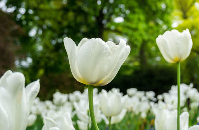 Close-up of white flowers blooming in park