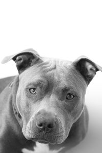 Close-up portrait of dog against white background