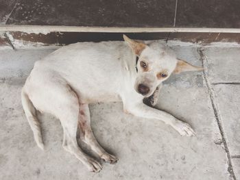 High angle view of white stray dog lying on footpath