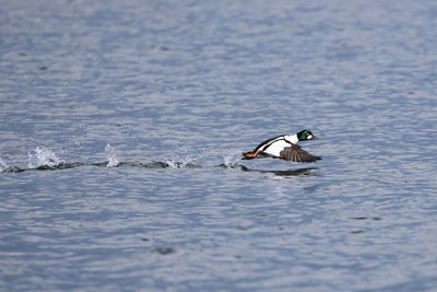 Bird swimming in lake