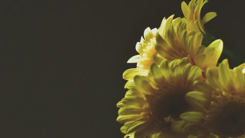 Close-up of yellow flower against black background