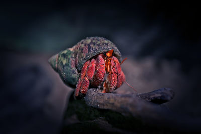 Close-up of crab on rock