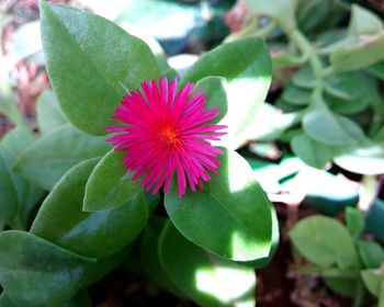 Close-up of flower blooming outdoors