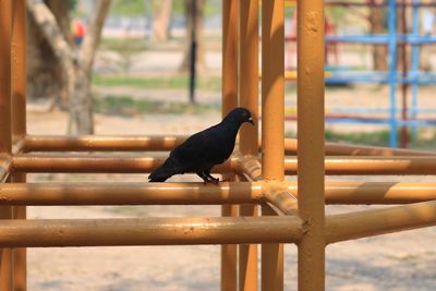 Bird perching on a railing