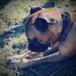 Close-up of dog on field