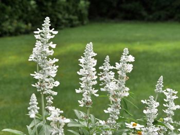 Close-up of white flowers