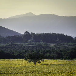 Scenic view of field against mountains