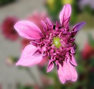 Close-up of pink flower