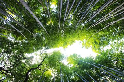 Low angle view of bamboo trees in forest